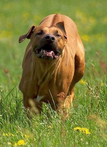 动物经典短信笑话