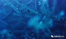 犀利霸气的句子