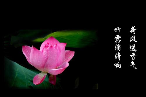 关于描写莲花的诗