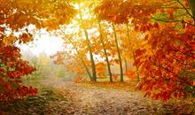 形容秋天的伤感句子