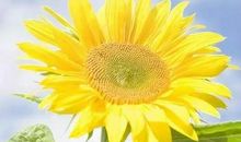 情感感悟经典句子