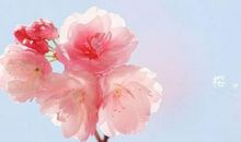 形容烟花的优美句子