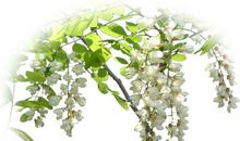 描写夏雨的优美句子