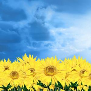 向日葵的审美句子