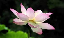 形容莲花的句子