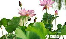 有关莲花的句子