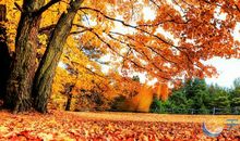 赞美秋天的优美句子