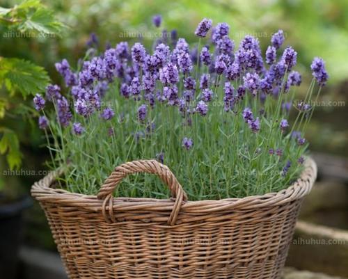 既悲伤又幸福的句子既悲伤又幸福的句子