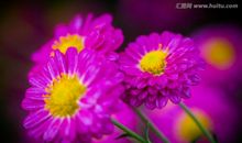 描写菊花的词语