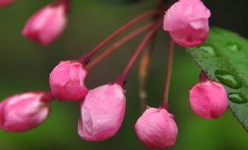 描述桃花的段落