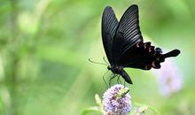 描写蝴蝶的唯美句子