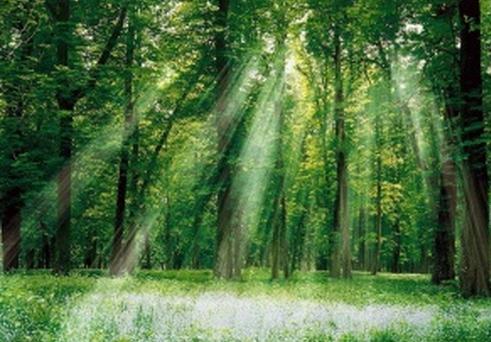 关于自然的陈述