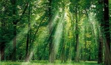 关于大自然的语句