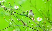 描写春天动物的句子