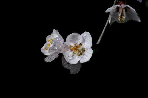 春天的花朵的诗句