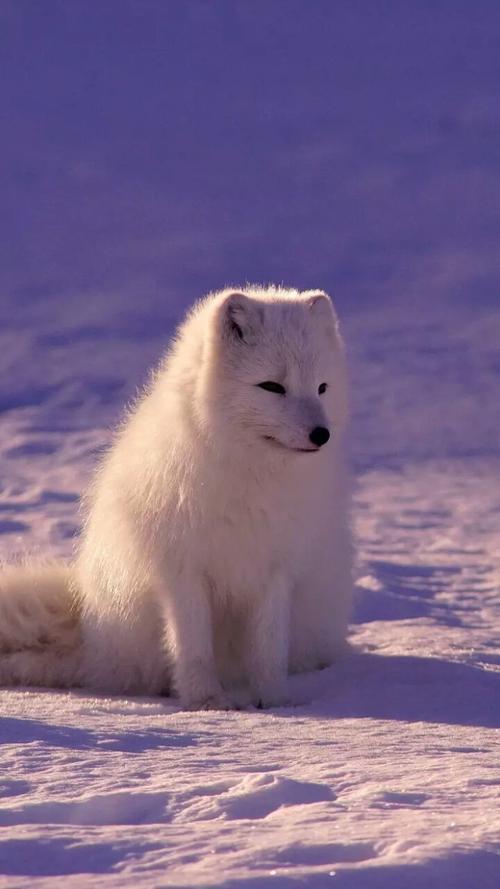 初恋美丽的句子