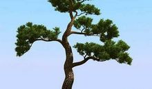 描写松树的古诗句