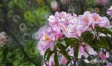 描写花多而美的成语