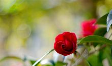 表示心情愉快的句子