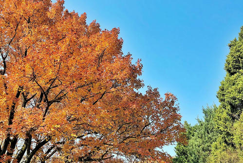 初冬的审美句子