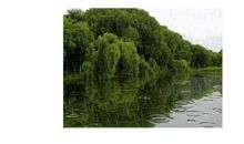 带雨的诗句有哪些