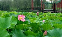 夏天的景色描写