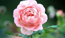 唯美人生的句子