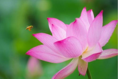 诗歌描写盛开的莲花