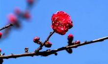 关于描写春花的诗句