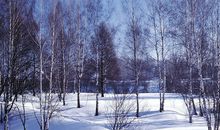 描写树林的诗句