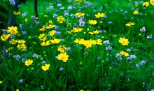 描写春天花的语句