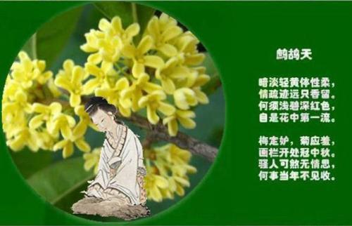 桂花诗