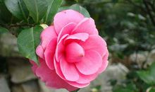 描写茶花的句子