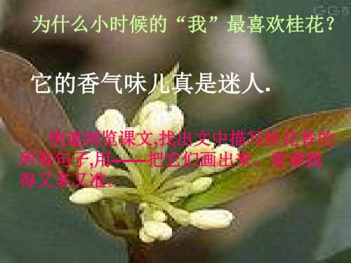 美丽的句子描述桂花