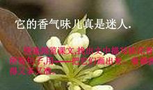 描写桂花的唯美句子