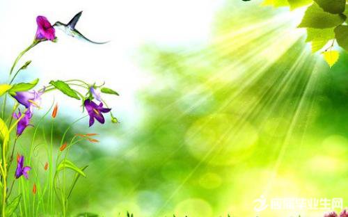 关于描述初夏的句子