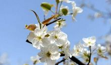 梨花的优美句子