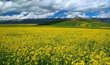 描写草原风光的句子