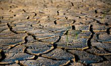 描写小草顽强的句子