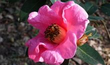 描写茶花的诗句