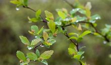 描写春天春雨的句子