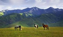 描写草原的古诗句