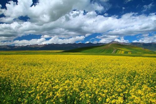 一句话描述草原之美