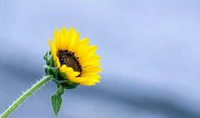 幸福心语唯美的句子