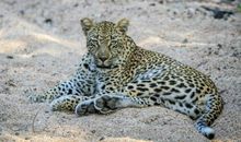 描写豹子外形的句子