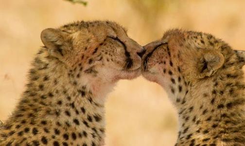 描述豹子的一段