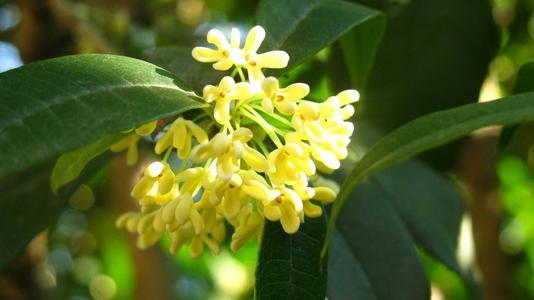 描述桂花盛开的心情的句子赞美桂花的美丽句子1