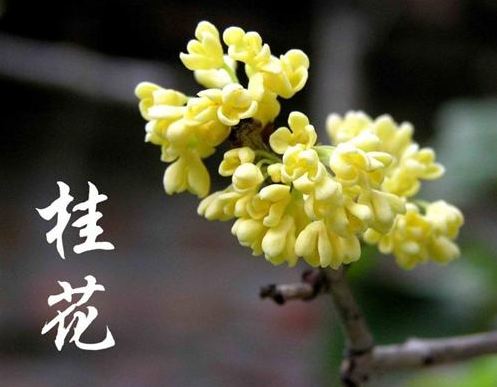描述桂花情绪的句子
