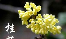 形容桂花开心情的句子 赞美桂花香的唯美句子