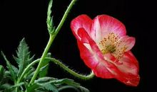 描写虞美人花的句子